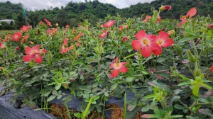 Saponin - Chìa Khóa Vàng Cho Sức Khỏe