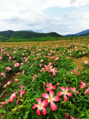 Vùng Đất Sạch Của Sia Ginseng